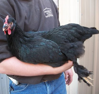 French Black Marans Chicken