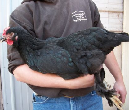 French Black Marans Chicken