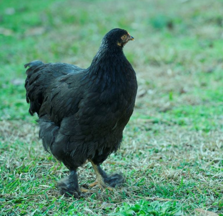 French Black Marans Chicken