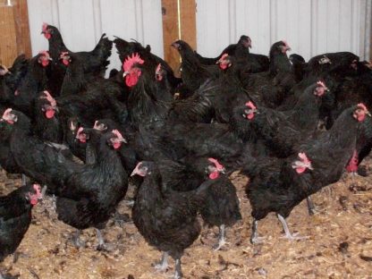 French Black Marans Chickens