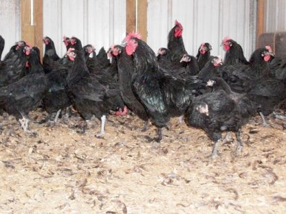 French Black Marans Chickens for Sale