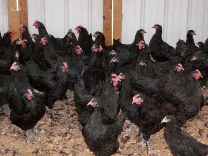 French Black Marans Chickens