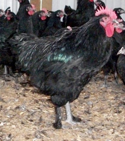 French Black Marans Chickens