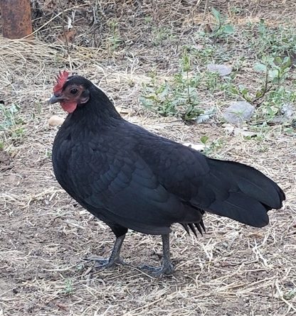 Black Old English bantam Hen Photo By John Garcia