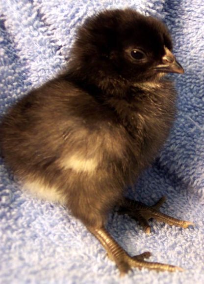 Day Old Black Old English Game Bantam Chick