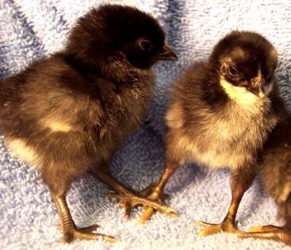 Day Old Black Old English Game Bantam Chicks