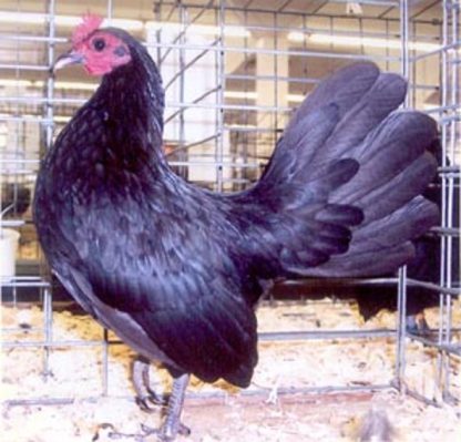 Black Old English Game Bantam