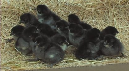 Black Rosecomb Bantam Group of Chicks