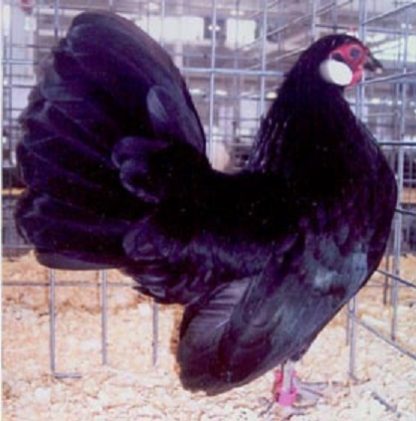 Black Rosecomb Bantam Chicken