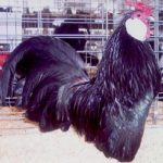 Black Rosecomb Bantam Chicken Rooster