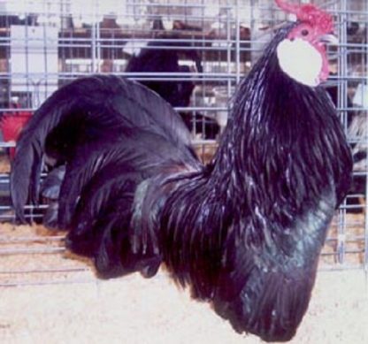 Black Rosecomb Bantam Chicken Rooster