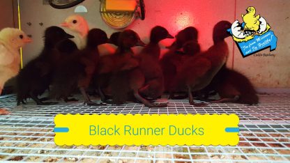 Black Runner Ducklings