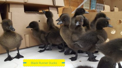 Black Runner Ducklings