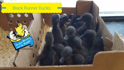 Black Runner Ducklings