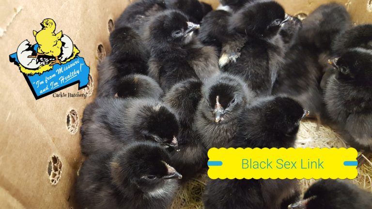 Black Sex Link Chicks