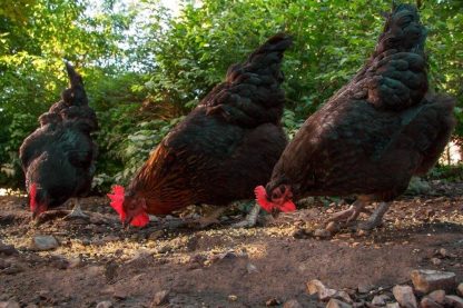 Black Sex Link Chickens