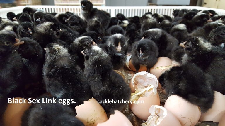 What Color Eggs Do Black Sex Links Lay Telegram Channel