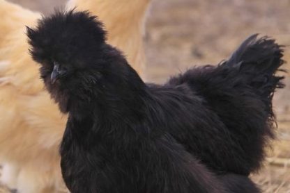 Black Silkie Bantam