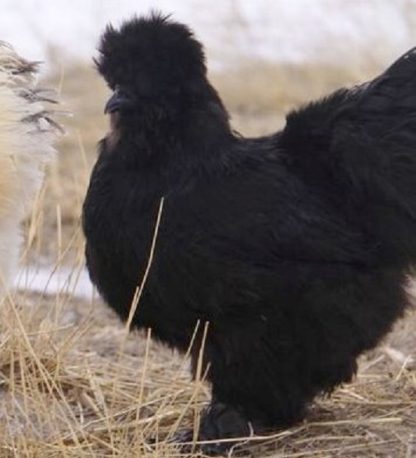 Black Silkie Bantam