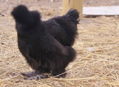 Black Silkie Bantam