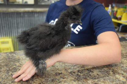 Black Silkie Bantam