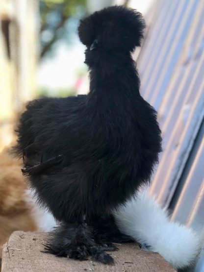 Black Silkie Bantam