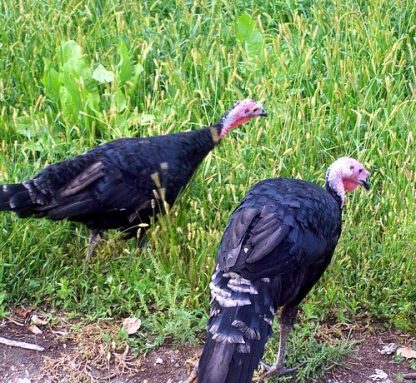 Flock of Baby Black Spanish Turkeys