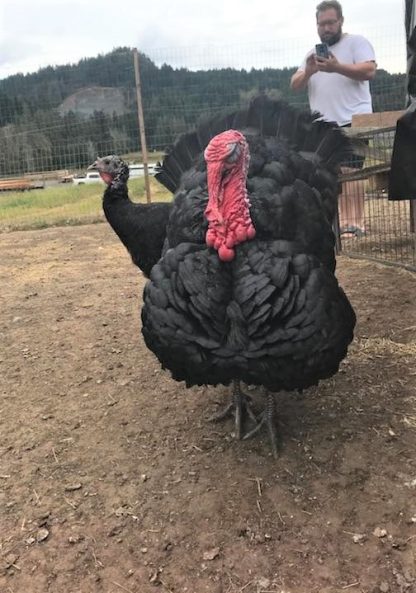 Black Spanish Turkey Photo Carlos Barrios Gonzalez