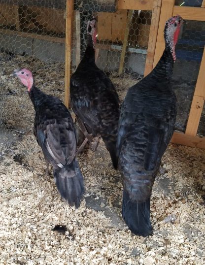 Black Spanish Turkey Photo By Sheila Smith