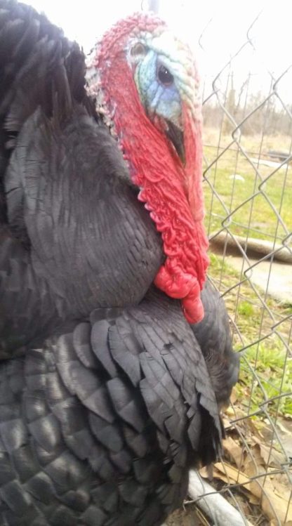 Black Spanish Turkey