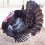 Black Spanish Turkey Gobbler