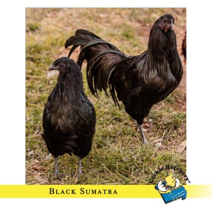 Black Sumatra Chickens