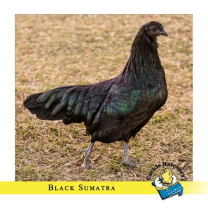 Black Sumatra Chickens