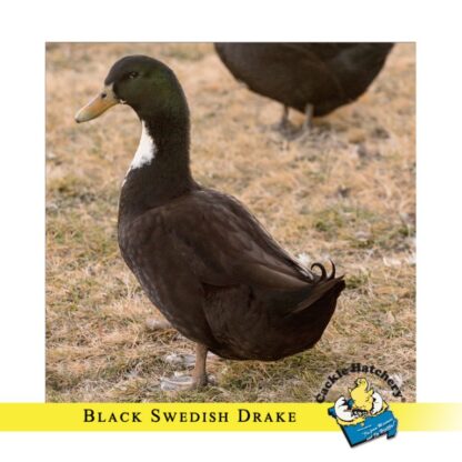 Black Swedish Duck