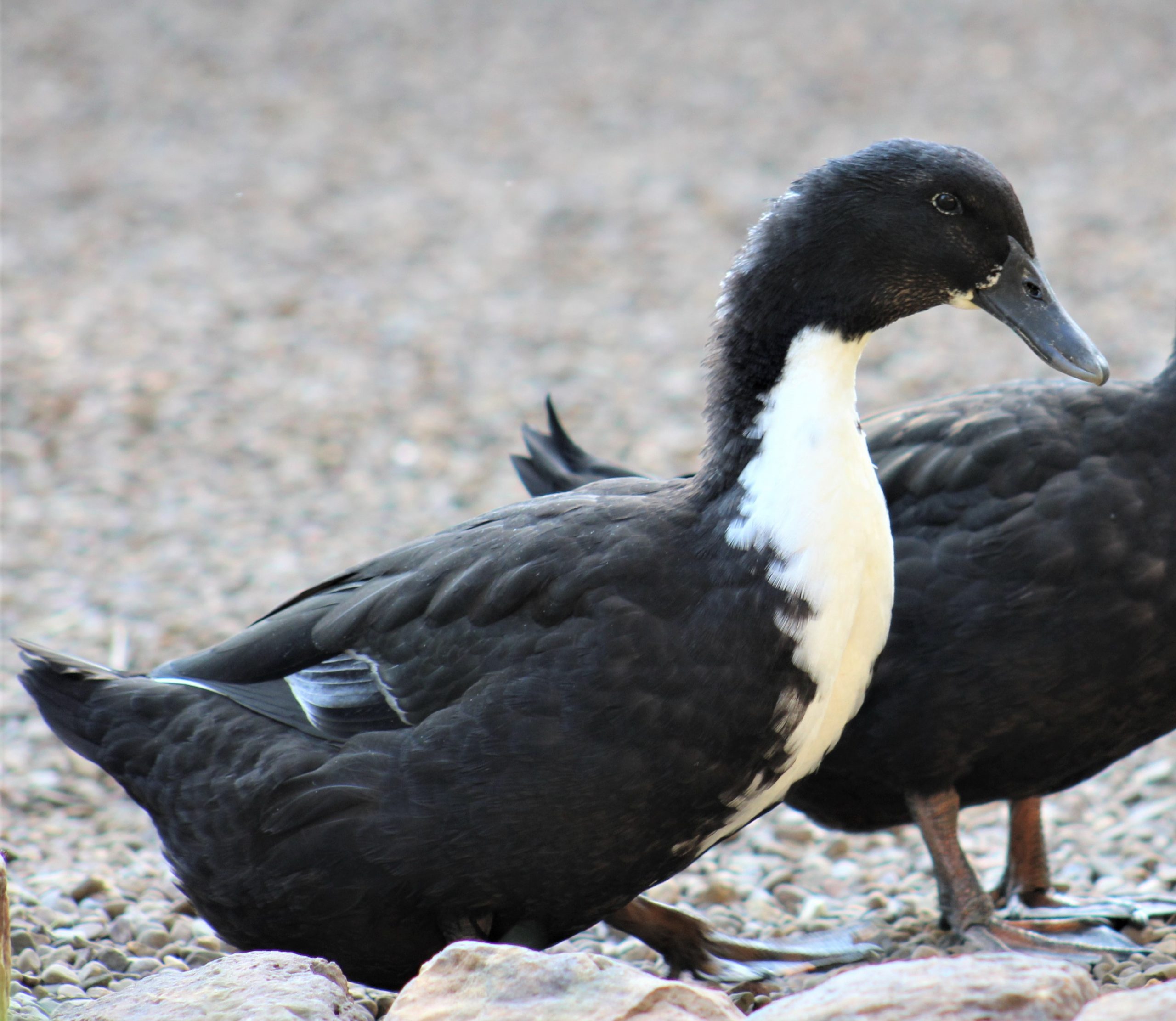 Black Swedish Ducks Ducklings For Sale Cackle Hatchery