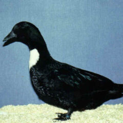 Black Swedish Duck