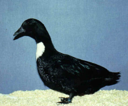 Black Swedish Duck