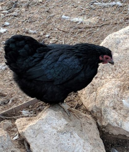 Black Wyandotte Bantams Photo By Sweet Pine Drake