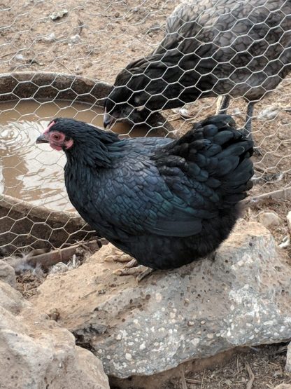 Black Wyandotte Bantams Photo By Sweet Pine Drake