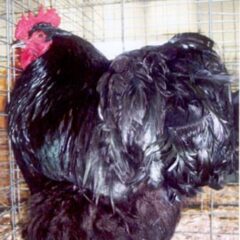 Black Cochin Standard Chicken Rooster