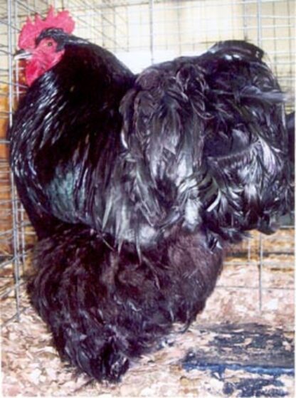 Black Cochin Standard Chicken Rooster