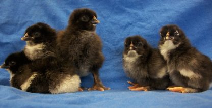 Day old Black Copper Marans chicks