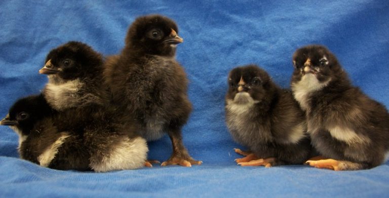 Day old Black Copper Marans chicks