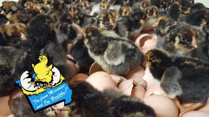 Black Laced Golden Wyandotte Chicks