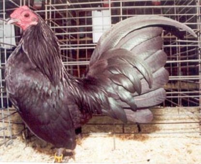 Black Old English Game Bantam