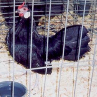 Black Rosecomb Bantam Chicken