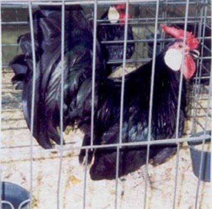 Black Rosecomb Bantam Chicken