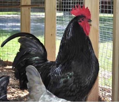 Black Australorp chicken