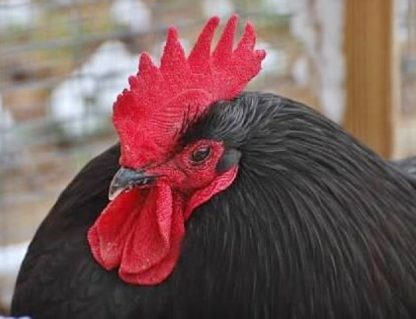 Black Australorp chicken