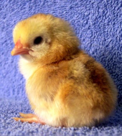 Black Breasted Red Cubalaya Bantam Chick